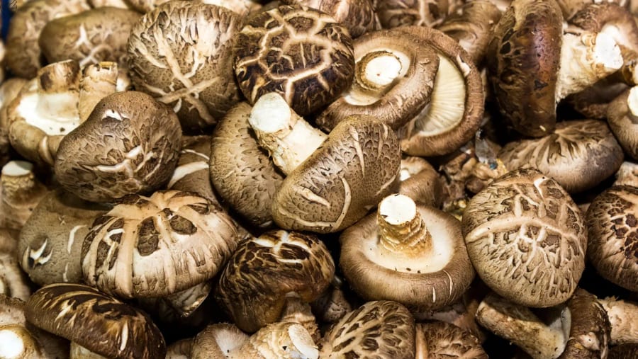 Shiitake-Pilze – der Fruchtkörper, der eigentliche Pilz, wie er wächst