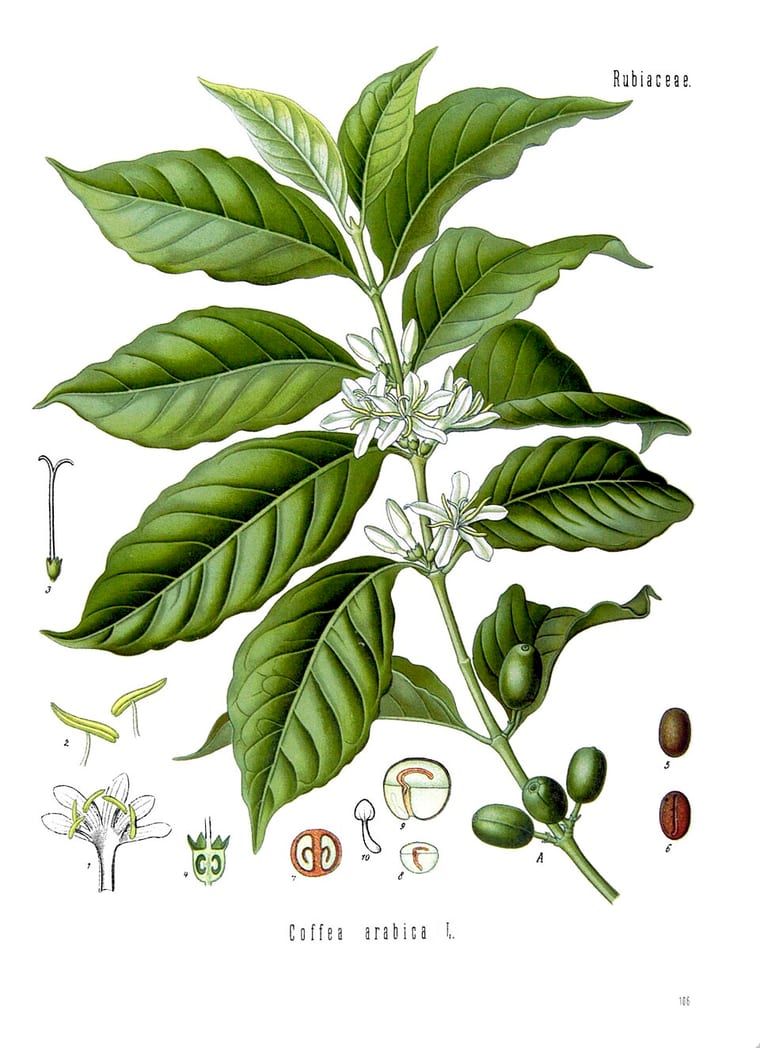 Botanische Tafel der Kaffeepflanze Coffea arabica mit Zweig, Blättern, Blüten und Bohnen