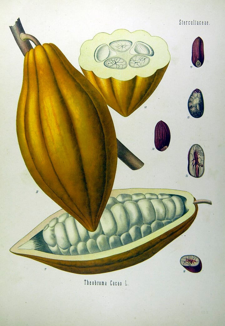 Botanische Tafel des Kakaobaums Theobroma cacao mit ganzer und aufgeschnittener Kakaoschote und Samen