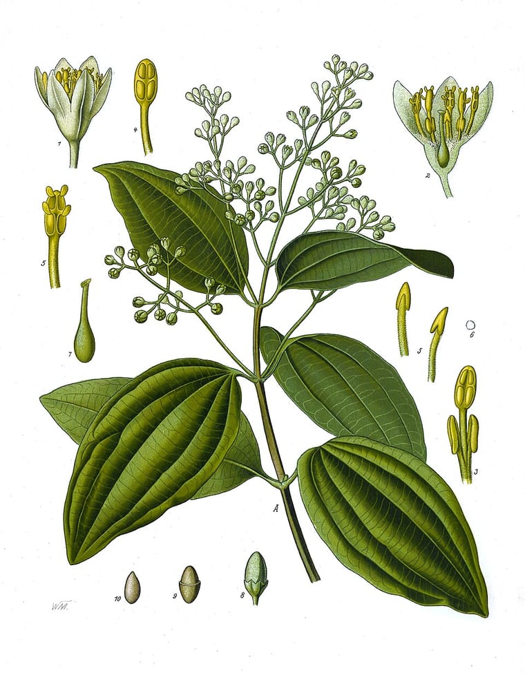 Botanische Tafel des echten Zimtbaums Cinnamomum verum mit Zweig, Blättern und Blüten