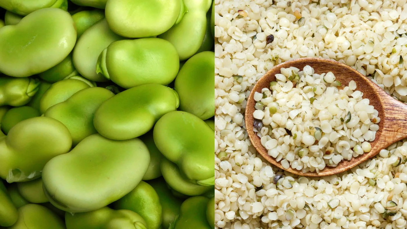 Fava- & Hanfprotein – echtes Foto