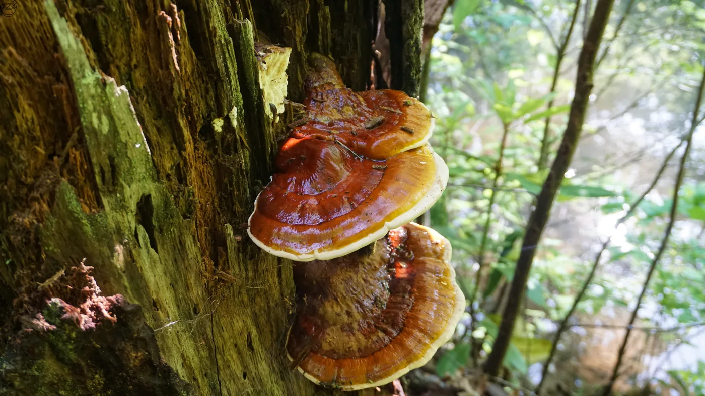 Reishi – echtes Foto