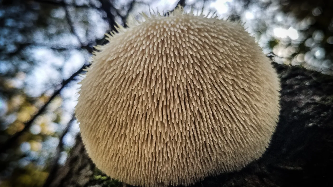 Hericium – echtes Foto