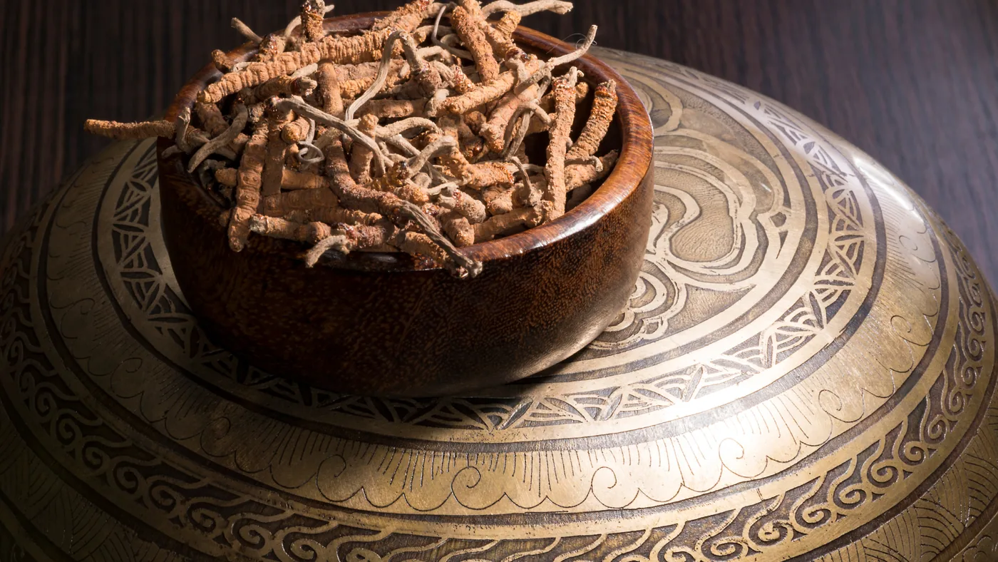 Cordyceps – echtes Foto